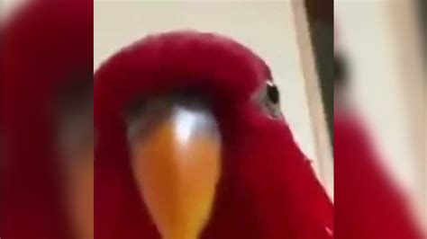 parrot laughing meme.